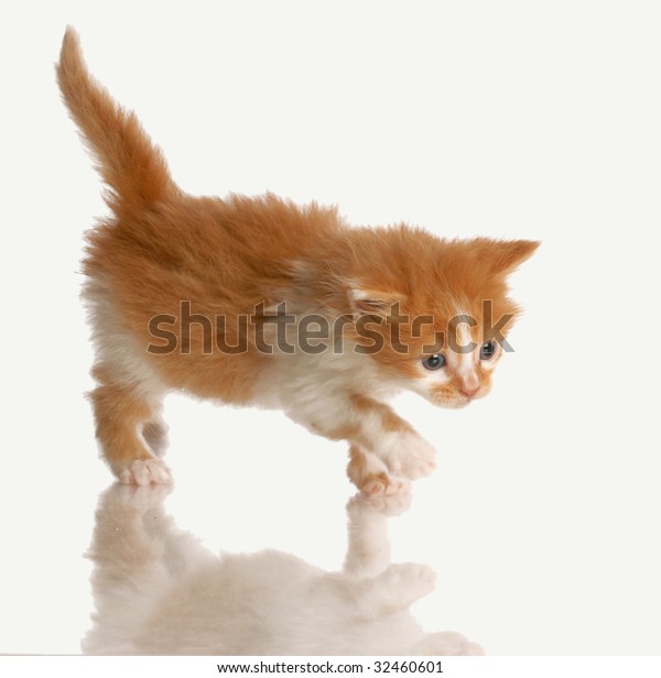 Kitten Hunting Orange Tabby Kitten Six Royalty Free Stock Image