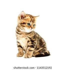 Chaton Fond Blanc Images Stock Photos Vectors Shutterstock