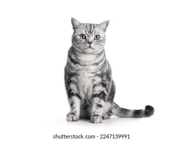 Kitten isolated on white. British shorthair silver tabby cat breed, purebred - Shutterstock ID 2247139991
