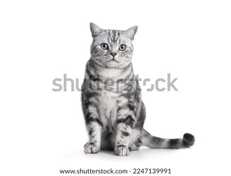 Kitten isolated on white. British shorthair silver tabby cat breed, purebred