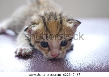 kitten juvenile cat after