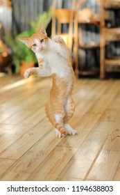 Kitten leaps in the air.Cat jumping and playing at home.Love cats and humans. Relationship,lovely comfortable cat.Stop motion photography.