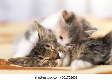 kitten  licks sleeping cat 