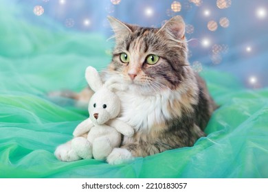 Kitten Lies On A Blue Green Background. Cat Hugs A Little Toy Bunny. Pretty Kitten With Big Green Eyes. Cute Cat Close Up. Pet Care. Happy New Year. Tabby. Winter. Merry Christmas. 2023. December.