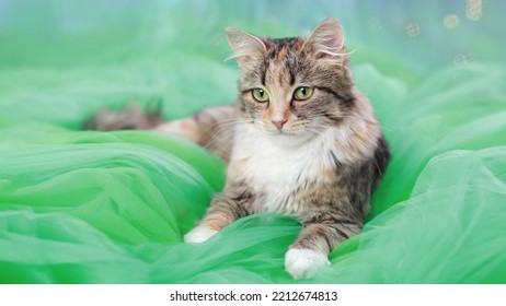 Kitten Lies On A Green Background. Portrait Of A Beautiful Cat. 
Pretty Kitten With Big Green Eyes   Cute Cat Close Up. Pet Care. Happy New Year.  Winter. 2023. December. Pets Concept.  