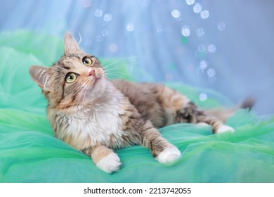 Kitten Lies On A Green Blue Background. 
Pretty Kitten With Big Green Eyes.   Cute Cat Close Up. Pet Care. Happy New Year. Winter. Pets Concept. Cat On A Blue Background With Sparkling Lights Or Stars