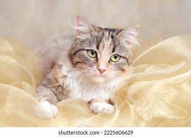 Kitten Lies On A Yellow Background . Winter. Pet Care. Happy New Year. Beautiful Cat Rests. Cat With Green Eyes. Pets Concept. Portrait Of A Kitten.