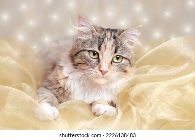 Kitten Lies On A Yellow Background With Sparkling Lights. Winter. Pet Care. Happy New Year. Beautiful Cat Rests. Cat With Green Eyes. Pets Concept. Portrait Of A Kitten.