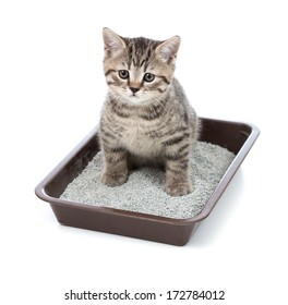 kitten or little cat in toilet tray box with litter