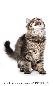 Kitten looking up