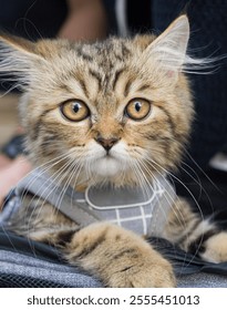 Kitten looking at the camera
