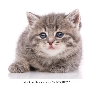 Kitten looking at camera. Isolated on white background - Shutterstock ID 1460938214