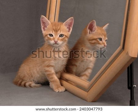 Kitten looking at camera, next to mirror