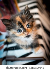 Kitten Looking At Camera Shallow Depth of Focus