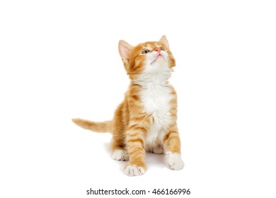 Chaton Roux Images Photos Et Images Vectorielles De Stock Shutterstock