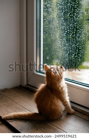 kitten looking out the window