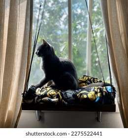 Kitten looking outside from window perch