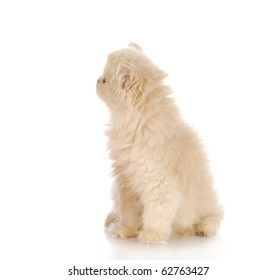 kitten looking to the side - purebred cream persian - 12 weeks old - Shutterstock ID 62763427