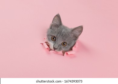 The Kitten Looking Through Torn Hole In Pink Paper. Playful Mood Kitty. Unusual Concept, Copy Space.