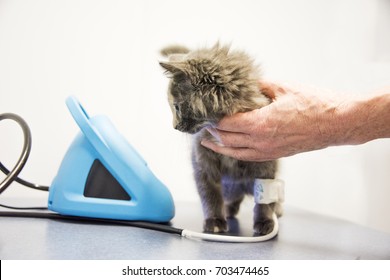 Kitten Looks At Blood Pressure Reading