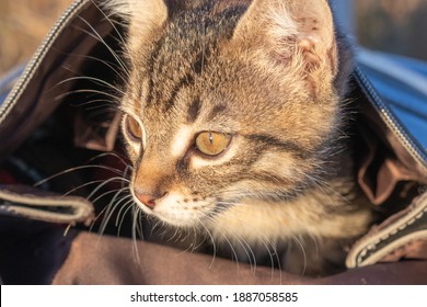 Kitten Looks Out Of  Backpack. He Is In No Hurry To Come Out Of His Hiding Place And Is Cautious