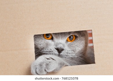 The Kitten Looks Out Of The Box. British Cat Plays Hide And Seek. A Pet Inside A Cardboard Box With Place For Text. Face And Paws Hidden Kittenwith Copy Space.