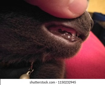 Kitten Losing His Baby Teeth Stock Photo 1150232945 | Shutterstock