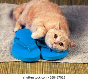 Cat Flip Flops Images, Stock Photos 
