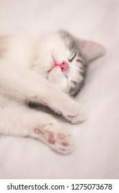 kitten lying on a white background - Shutterstock ID 1275073678