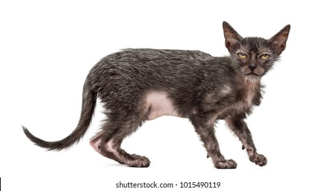 Photo De Stock Chaton Lykoi 3 Mois Aussi Appele Shutterstock