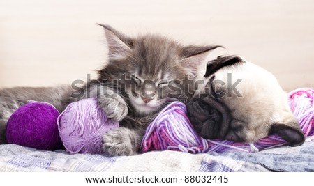  kitten Maine Coon and puppy  pug ,
