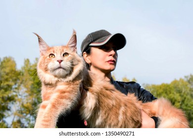 Kitten Maine Coon Sitting Arms Girl Stock Photo 1350490271 | Shutterstock