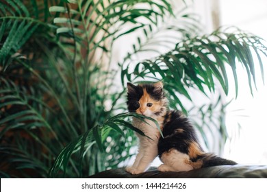 Kitten In Majesty Palm Plant Indoors