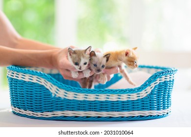 Kitten In Man Hands. Pet Owner And His Cat. Cozy Snuggle Time With Pets. Baby Cats Relaxing. Animal Love. Cute Pets.