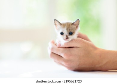 Kitten In Man Hands. Pet Owner And His Cat. Cozy Snuggle Time With Pets. Baby Cats Relaxing. Animal Love. Cute Pets.