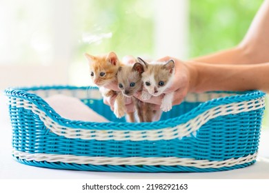 Kitten In Man Hands. Pet Owner And His Cat. Cozy Snuggle Time With Pets. Baby Cats Relaxing. Animal Love. Cute Pets.