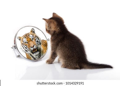 kitten with mirror on white background. kitten looks in a mirror reflection of a tiger - Shutterstock ID 1014329191