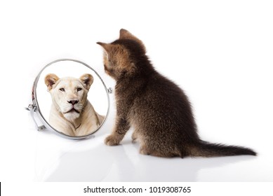 kitten with mirror on white background. kitten looks in a mirror reflection of a lion