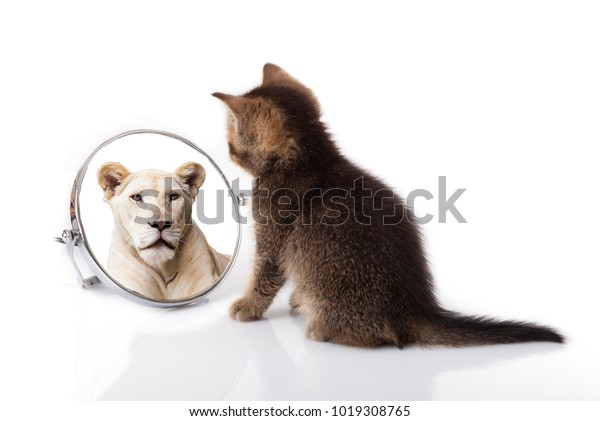 kitten with mirror on white background. kitten looks in a mirror reflection of a lion