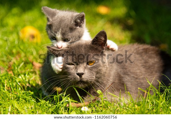 Chaton Mere Fait Des Baisers Le Chat Photo De Stock Modifiable