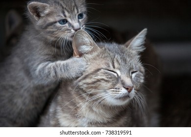 Bebe Chat Images Stock Photos Vectors Shutterstock