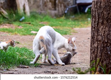 the kitten and its mother play outdoors