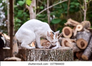 Bayi Kucing Images, Stock Photos u0026 Vectors  Shutterstock