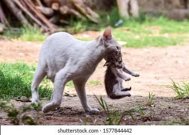 Bayi Kucing Images, Stock Photos u0026 Vectors  Shutterstock