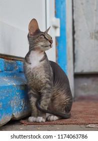 Kitten Naked Cat Stock Photo Shutterstock