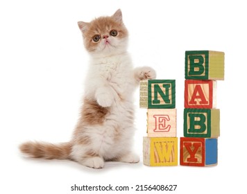 Kitten With New Baby Blocks Isolated On A White Background