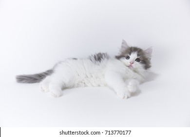 Kitten - Norwegian Forest Cat 