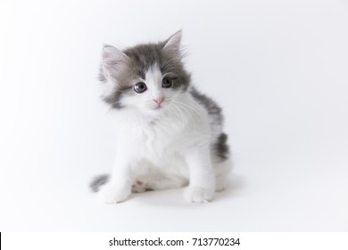 Kitten - Norwegian Forest Cat 