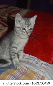 Kitten On Bed After Being Awake