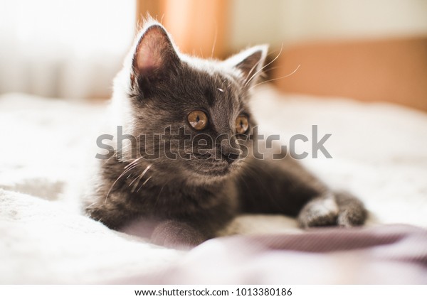 Kitten On Bed British Shorthair Cat Stock Photo Edit Now 1013380186